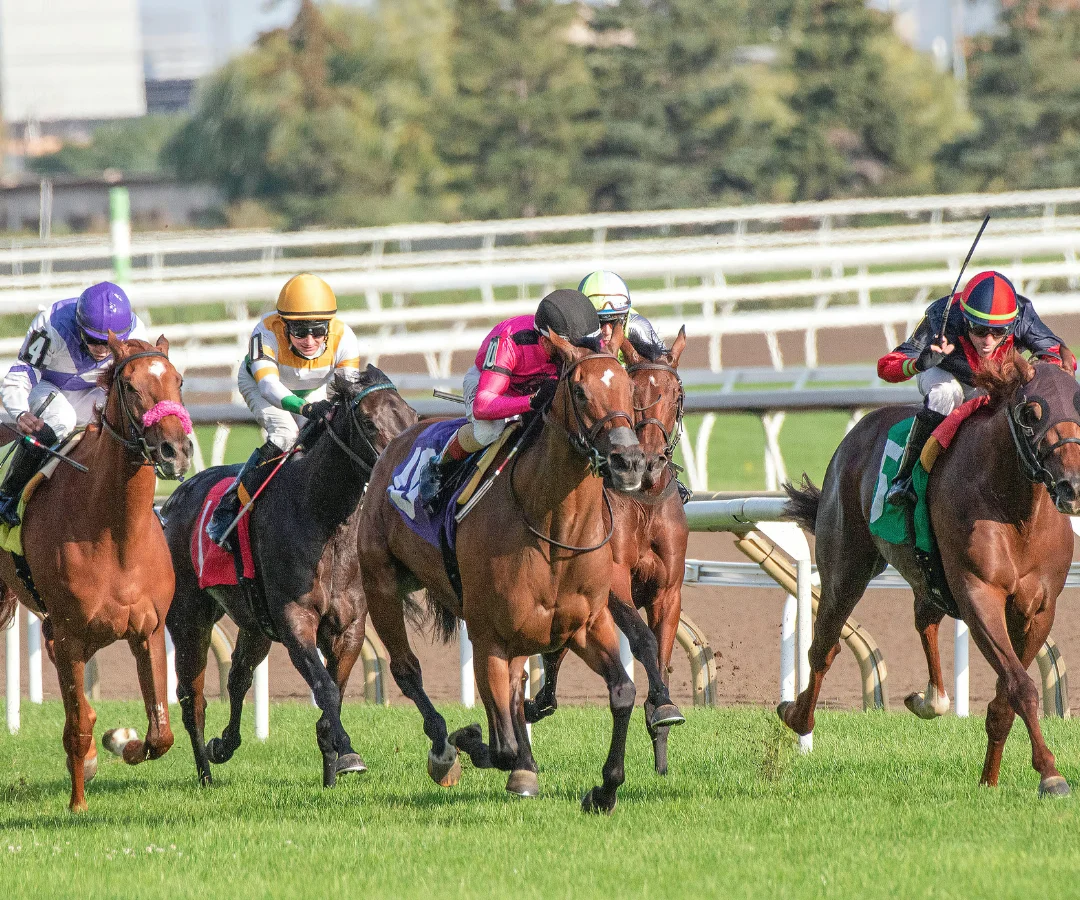 Horse racing photo representing CricBet99 horse racing betting guide covering win, place, each way, and forecast bets